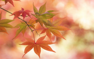 Autumn leaves bamboo branch sunset - a branch free wallpaper