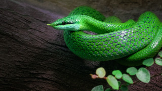 Green snake curling on branch - a green snake free wallpaper