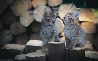Kittens logs blurry background photorealistic 2 - caspar wolf free wallpaper