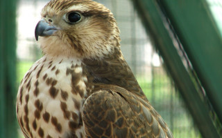 Bird spotted on branch caged - caged free wallpaper