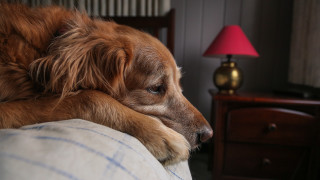 Dog couch pillow lamp dresser - somber free wallpaper