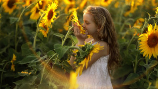 Sunflower girl blowing nose autumn - her nose free wallpaper