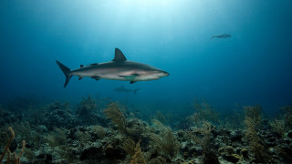 Shark fish ocean sunbeam underwater 2 - the waters surface free wallpaper