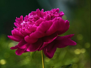 Pink flower green background macro 3 - a blurry image free wallpaper