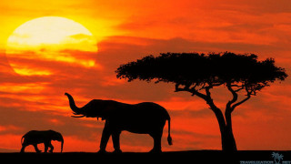 Elephants sunset tree background foreground - amédée ozenfant free wallpaper