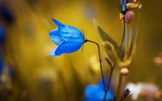 Blue flower yellow background macro - a blue flower free wallpaper