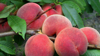 Peaches hanging branch leaves macro - p free wallpaper