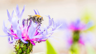 Bee purple flower macro ecological 2 - a bee free wallpaper for desktop