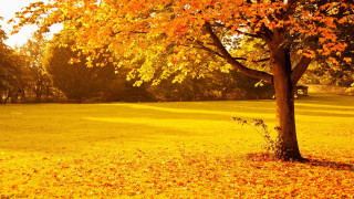 Tree yellow leaves park fence - art green free wallpaper