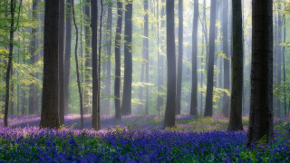 Forest purple flowers fog trees - fog free wallpaper