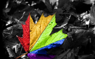 Colorful leaf dark background ellsworth - colour free wallpaper