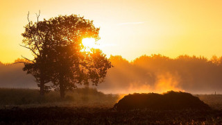 Tree fog sunset autumn leaves - a tree in a field free wallpaper