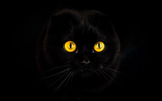 Black cat yellow eyes moon 2 - symmetrical eye free wallpaper