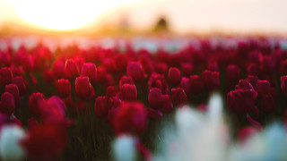 Tulip flower field bokeh sunset - tulip free wallpaper