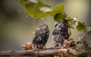 Owl branch rain leaves eyes - two owl free wallpaper