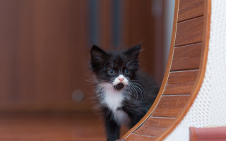 Black white kitten wooden floor - a wooden floor next free wallpaper