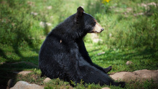 Black bear grassy field yellow 2 - a black bear free wallpaper