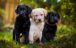 Puppies black white sad grass - free dogs wallpaper