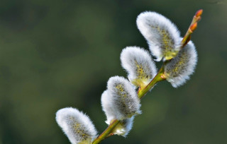 Plant white flowers macro nature - a close up of a plant free wallpaper