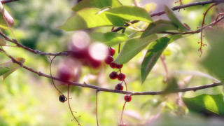 Branch berries forest macro photorealism - free spring wallpaper