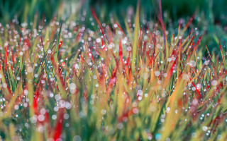 Grass water droplets red flowers - green grass free wallpaper