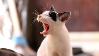 Cat yawning bed art photography - mouth wide open free wallpaper