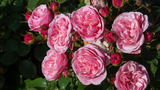 Pink roses blooming sun garden - pink rose free wallpaper