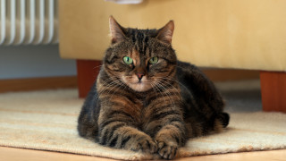 Cat serious green eyes rug - a rug free wallpaper