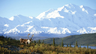 Deer antlers field mountains snow - peak free wallpaper for desktop