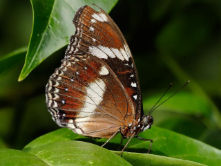 Butterfly leaf sunlight forest macro - anne nasmyth free wallpaper for desktop