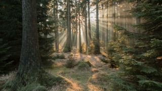 Forest path sunbeams grass tree - sunbeam free wallpaper