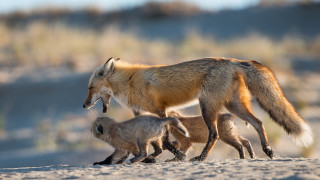 Fox babies sandy sunlight blurry - sandy free wallpaper