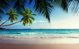 Beach palm tree ocean boat - a blue ocean in the background free wallpaper