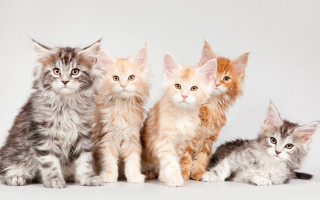 Kittens gradient white background animal - professional photo free wallpaper
