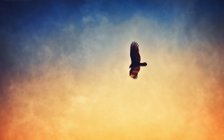 Bird sunset clouds flying wings - a sunset in the background free wallpaper