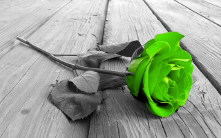 Black white rose wooden floor - a wooden floor free wallpaper for desktop
