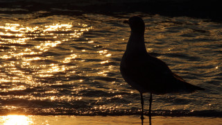 Bird beach sunset reflection silhouette - the water behind free wallpaper