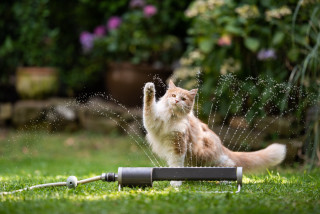 Cat sprinkler yard carlos kitsch - a hose free wallpaper