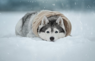 Husky sweater hat snow falling - husky free wallpaper for desktop