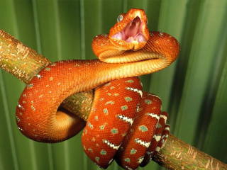 Cobra snake mouth open tongue - christopher williams free wallpaper for desktop