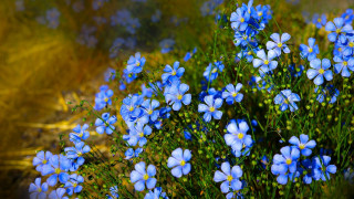 Blue flowers grass dirt park - blue flower free wallpaper