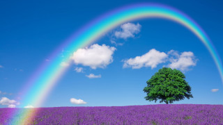 Rainbow over lavender field sky - a rainbow free wallpaper