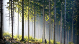 Foggy forest bench nature matte - a bench and trees free wallpaper