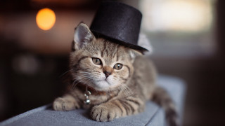 Cat hat couch steampunk microscopic - a chain free wallpaper