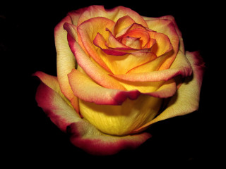 Yellow red rose black background - a black background behind free wallpaper
