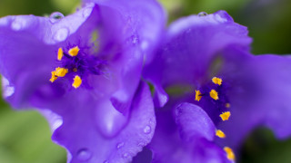 Purple flower water drops macro - drop of water free wallpaper