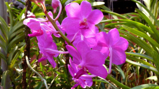 Purple flower garden macro vivid 2 - free nature wallpaper