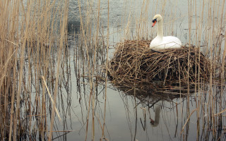 Swan nest water reeds duckling - environment free wallpaper