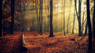 Fallen tree forest bench autumn - fallen free wallpaper