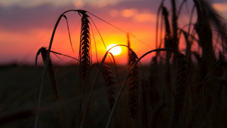 Sunset wheat field blurry silhouette 2 - the distance behind free wallpaper